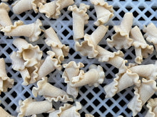 Load image into Gallery viewer, Dried Pasta - Box of 4